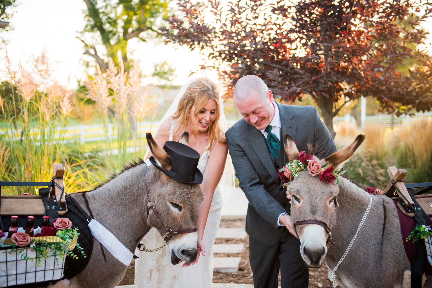 A bride and groom petting donkeys at their wedding at The Barn at Raccoon Creek.