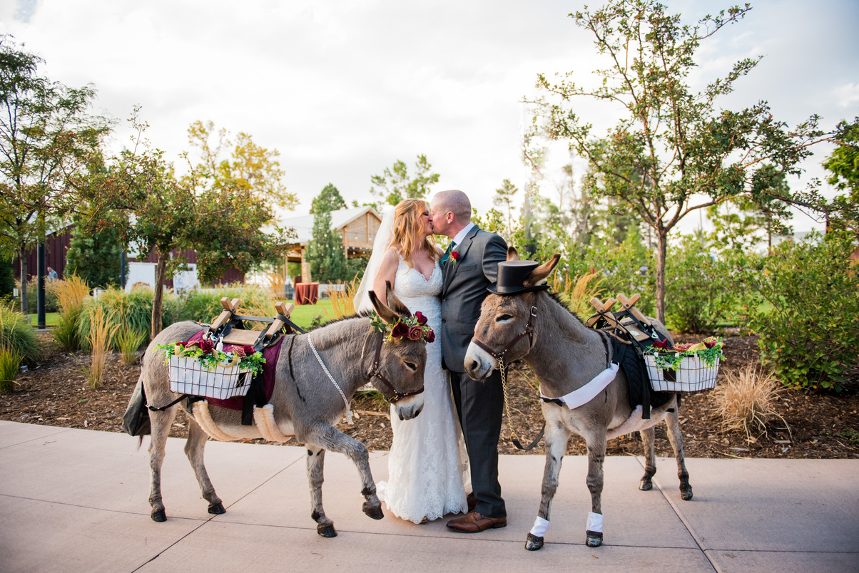 A bride and groom with Beverage Burro donkeys at their Colorado wedding.
